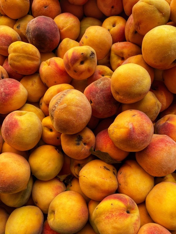 Où apprendre les techniques traditionnelles de pêche à la mouche en Écosse ?